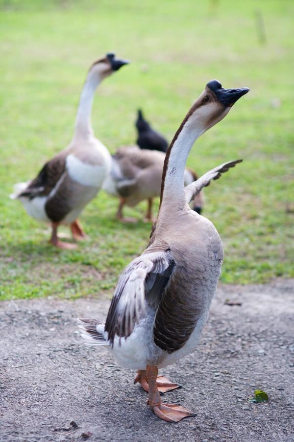 Meihua Lake Leisure Farm Dongshan  Luaran gambar